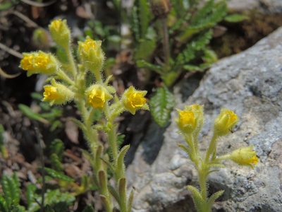 Saxifraga luteoviridis, photographed by xulescu_g