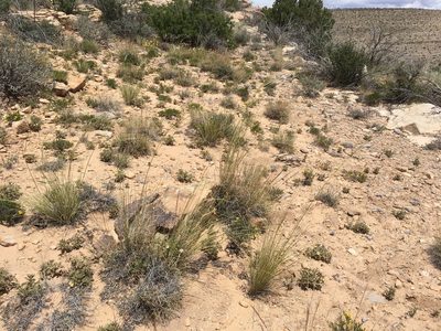 Hesperostipa neomexicana, photographed by Cecelia Alexander