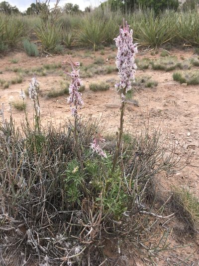 Delphinium wootonii, photographed by Cecelia Alexander