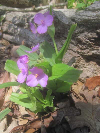 Tradescantia ernestiana, photographed by henrya