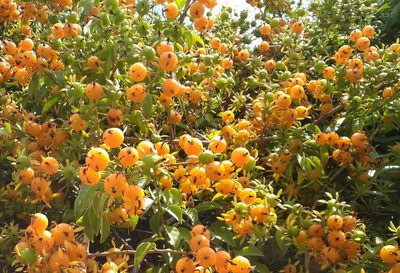 Pereskia aculeata, photographed by Guillermo Huerta Ramos