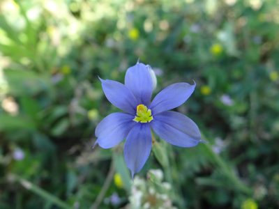 Sisyrinchium pruinosum, photographed by Nathan May
