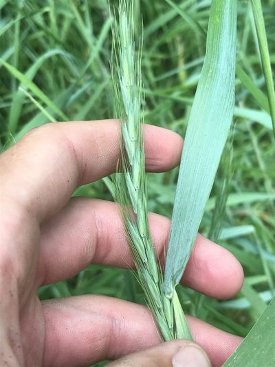Elymus interruptus, photographed by Luke Padon