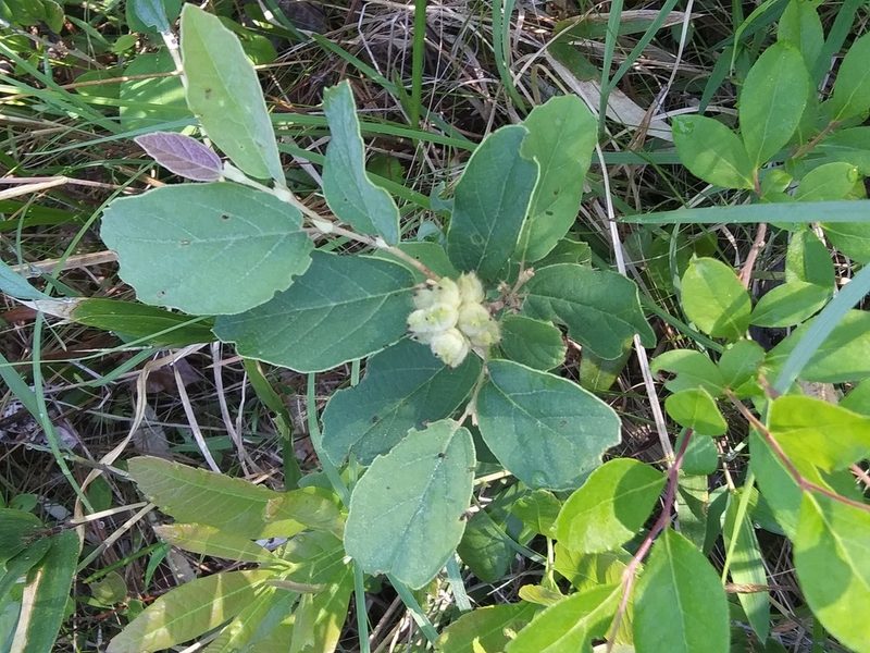 Fothergilla gardenii, photographed by Alpha Wolf