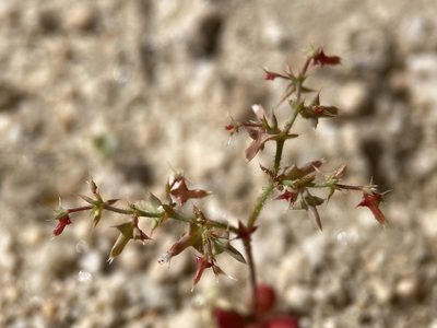 Centrostegia thurberi, photographed by Matt Berger