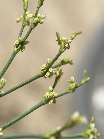 Eriogonum brachyanthum, photographed by Matt Berger