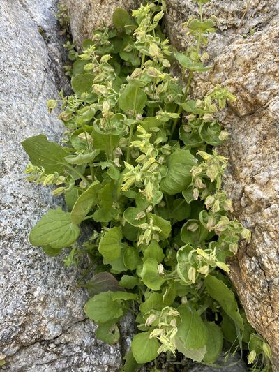 Erythranthe bergeri, photographed by Matt Berger