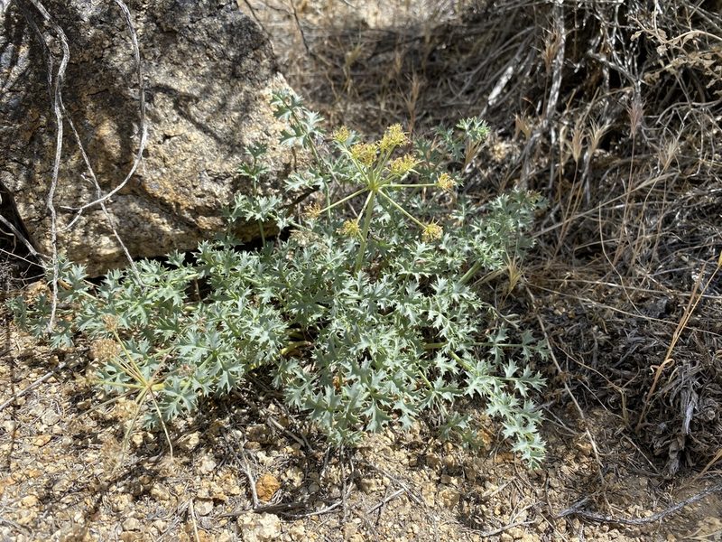 Lomatium rigidum, photographed by Matt Berger