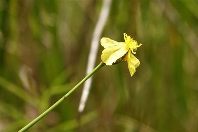 Xyris elliottii, photographed by Claire Herzog