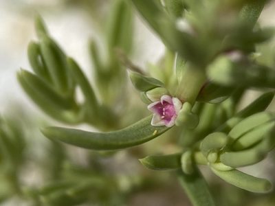 Nitrophila occidentalis, photographed by Matt Berger