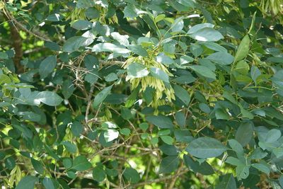 Fraxinus caroliniana, photographed by Claire Herzog