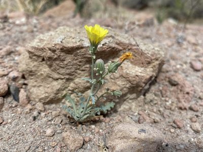 Malacothrix sonchoides, photographed by Matt Berger