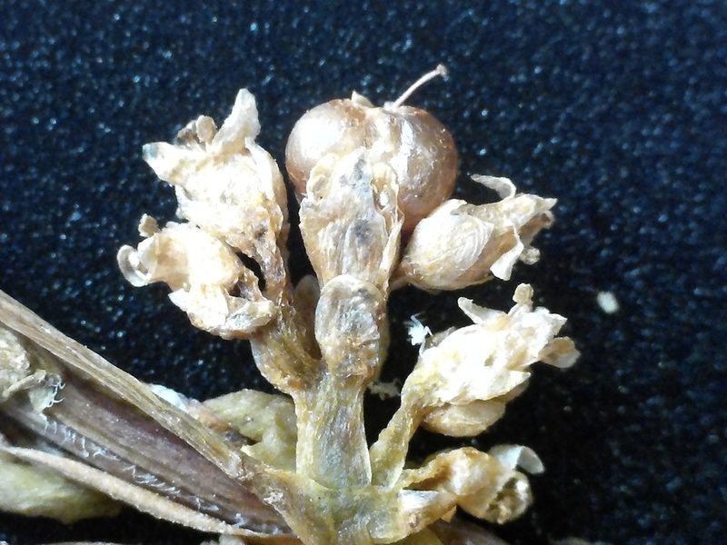 Cuscuta cephalanthi, photographed by Allan Harris