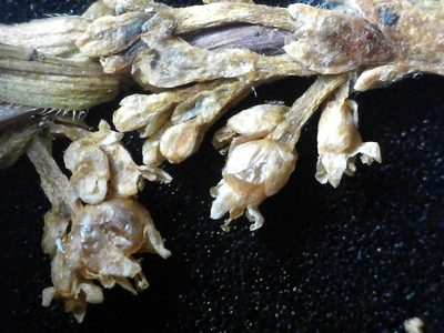Cuscuta cephalanthi, photographed by Allan Harris