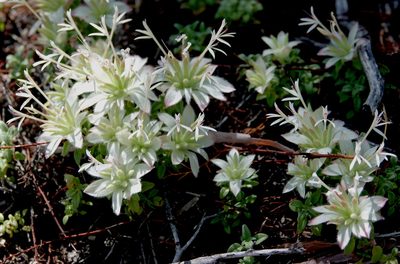 Monardella nana, photographed by desertnaturalist