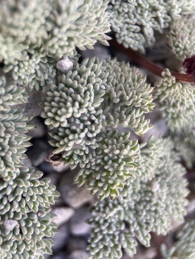 Cymopterus cinerarius, photographed by Matt Berger