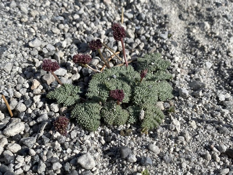 Cymopterus cinerarius, photographed by Matt Berger