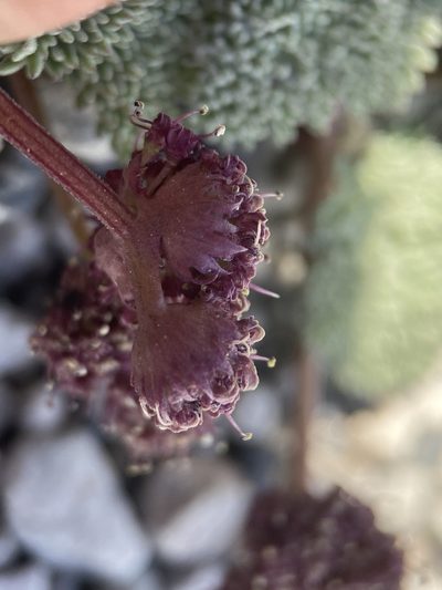 Cymopterus cinerarius, photographed by Matt Berger