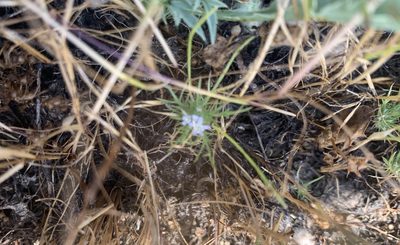 Navarretia fossalis, photographed by Jim Riley