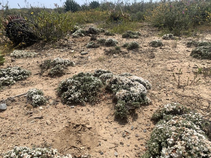 Eriogonum fastigiatum, photographed by Jim Riley