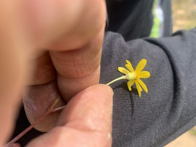 Senecio californicus, photographed by Jim Riley