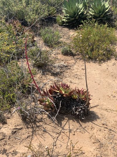 Dudleya ingens, photographed by Jim Riley