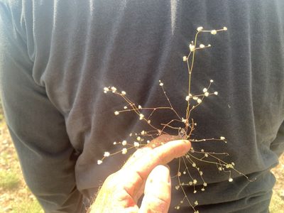 Nemacaulis denudata, photographed by Jim Riley