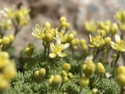 Cusickiella quadricostata, photographed by Matt Berger