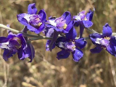 Delphinium hesperium, photographed by rappman