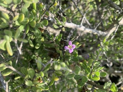 Lycium brevipes, photographed by Jim Riley