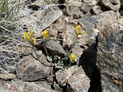 Physaria kingii, photographed by Matt Berger