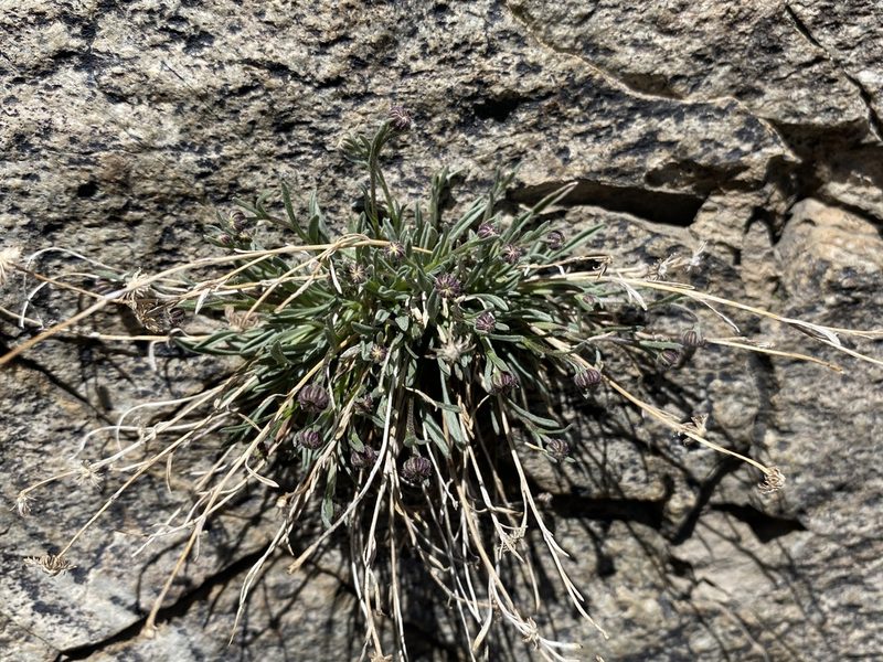 Erigeron tener, photographed by Matt Berger