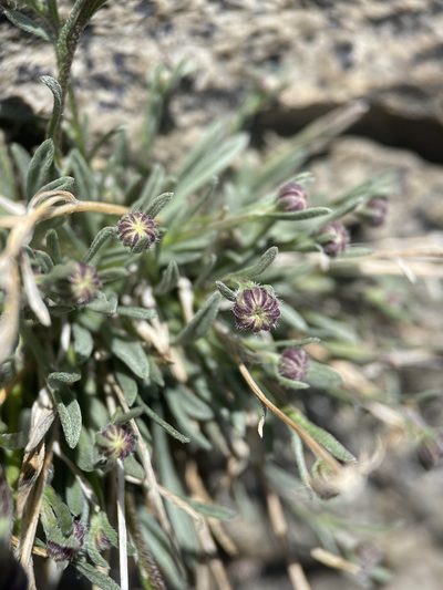 Erigeron tener, photographed by Matt Berger