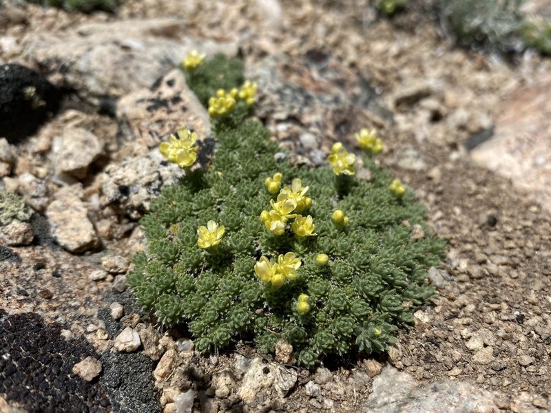 Cusickiella quadricostata, photographed by Matt Berger