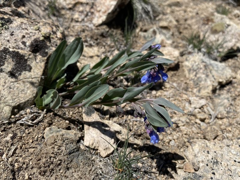 Mertensia nevadensis, photographed by Matt Berger