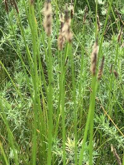 Eleocharis macrostachya, photographed by Jim Riley