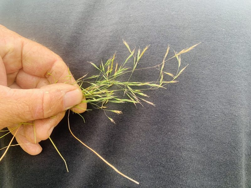 Deschampsia danthonioides, photographed by Jim Riley