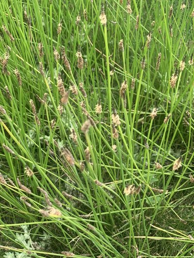 Eleocharis macrostachya, photographed by Jim Riley