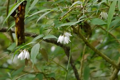 Deutzia taiwanensis, photographed by Cynthia Su