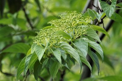 Cornus macrophylla, photographed by Cynthia Su