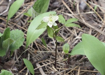 Anemonoides piperi, photographed by John G. Phillips