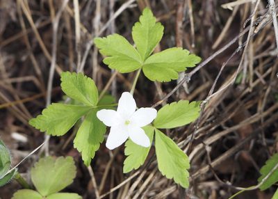 Anemonoides piperi, photographed by John G. Phillips