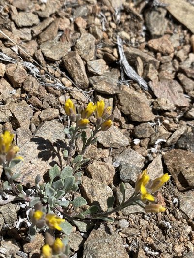 Physaria kingii, photographed by Matt Berger