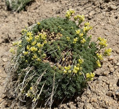 Cusickiella quadricostata, photographed by Matt Berger