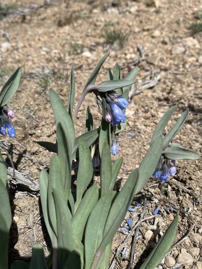 Mertensia nevadensis, photographed by Matt Berger