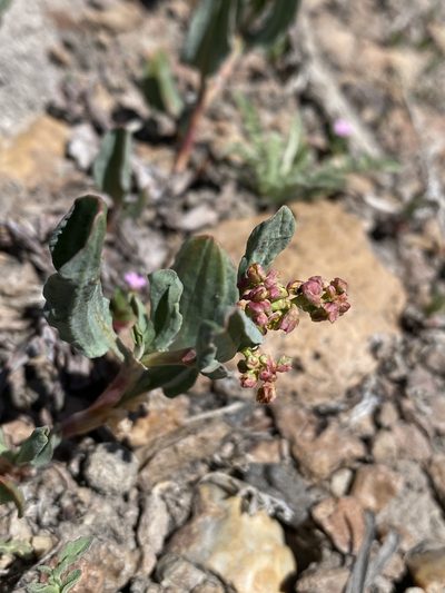 Rumex lacustris, photographed by Matt Berger