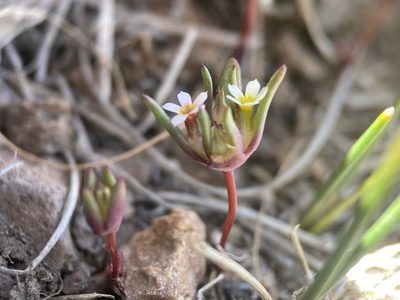 Gymnosteris parvula, photographed by Matt Berger