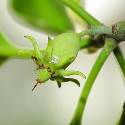 Bruguiera cylindrica, photographed by renjus box