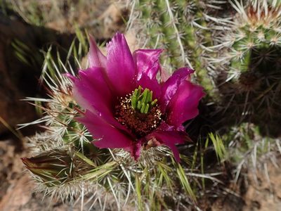 Echinocereus relictus, photographed by Mitch Van Dyke