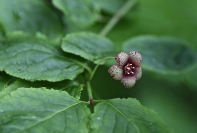 Euonymus occidentalis, photographed by Karen and Mike